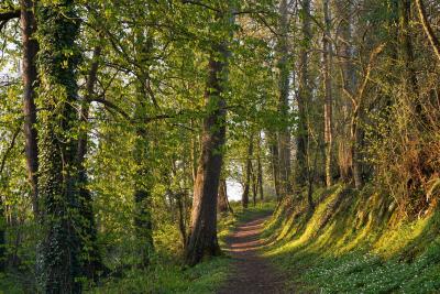 Agrandir l'image - fenêtre modale